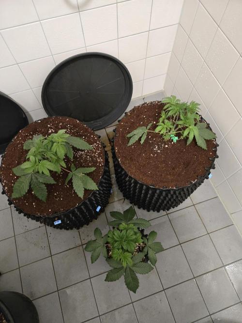 Mac1 F1 Hybrid. Week 4