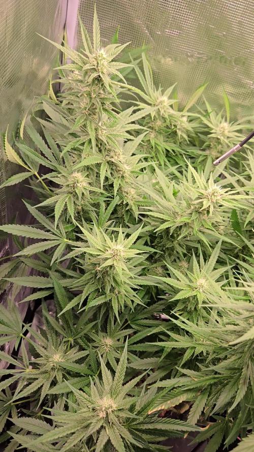 First dwc grow