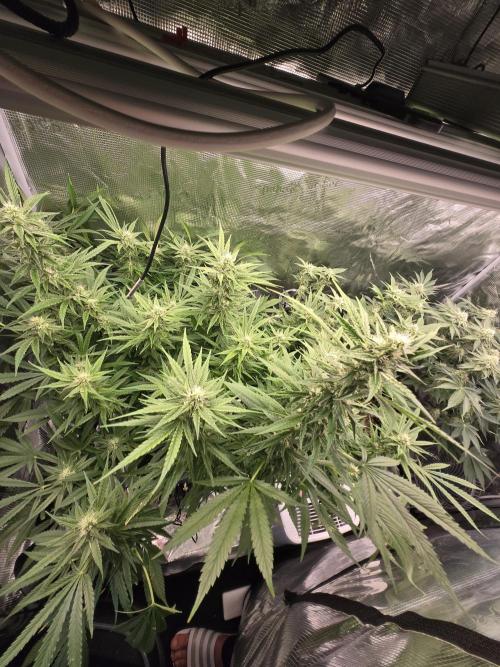 First dwc grow. Week 15