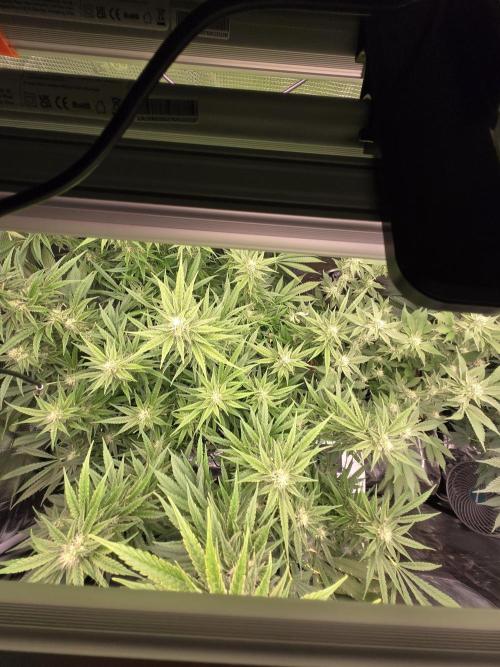 First dwc grow. Week 15