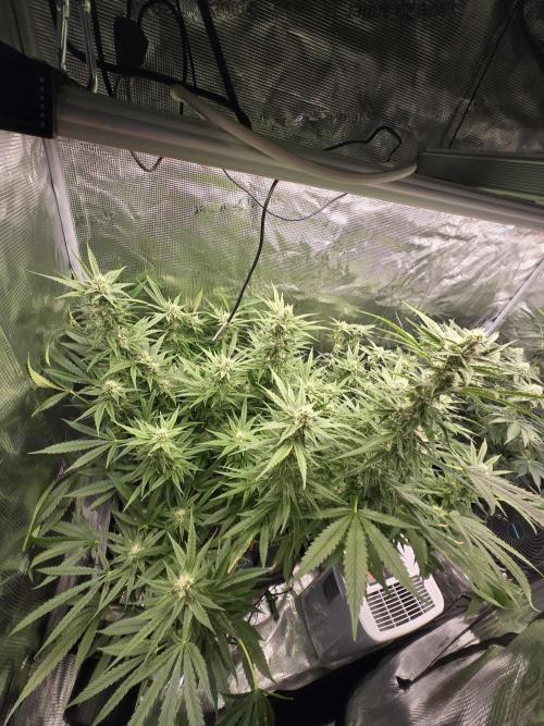 First dwc grow. Week 15
