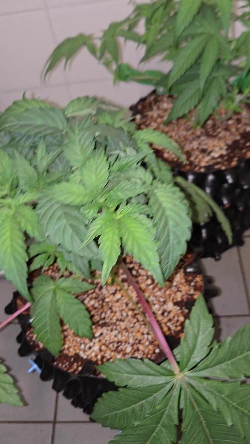 Gorilla Glue #4 x white widow