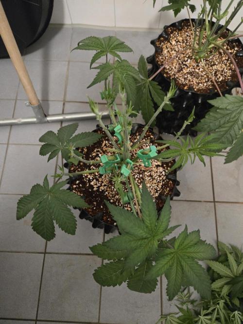 Gorilla Glue #4 x white widow. Week 4