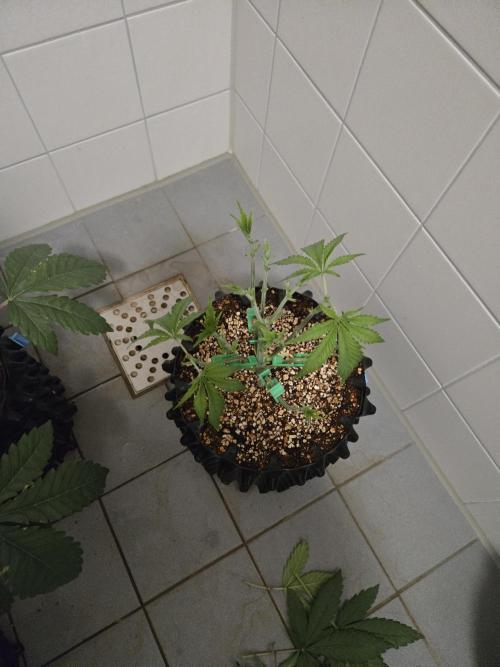 Gorilla Glue #4 x white widow. Week 4