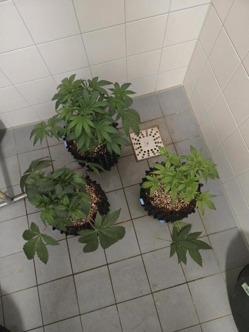 Gorilla Glue #4 x white widow. Week 4