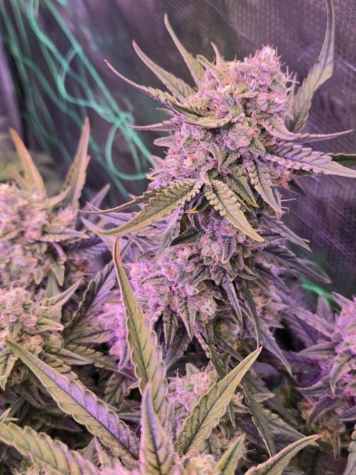 Blueberry Glue Auto. Week 10