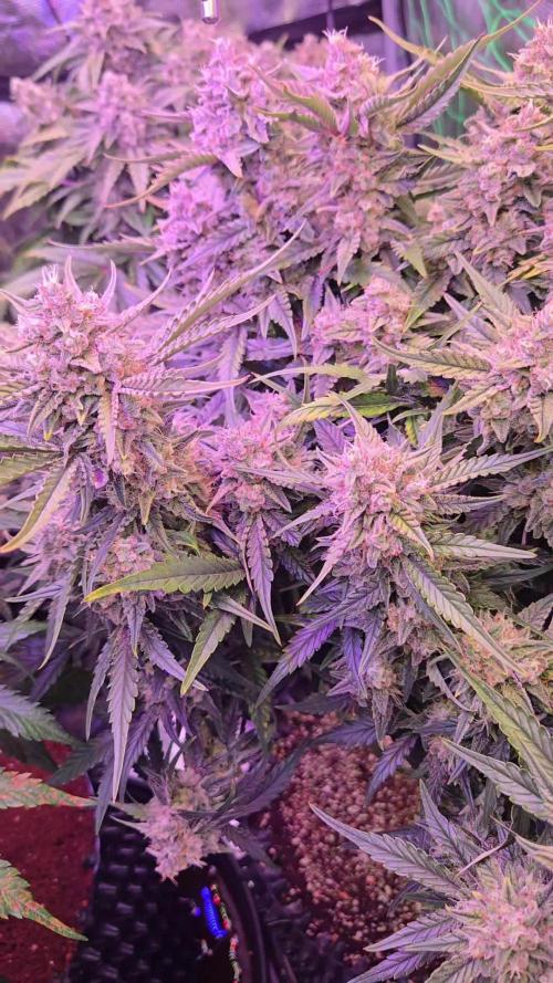 First auto grow