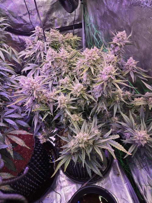 First auto grow. Week 10