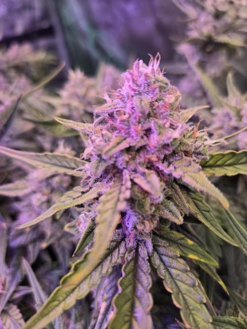 First auto grow. Week 10