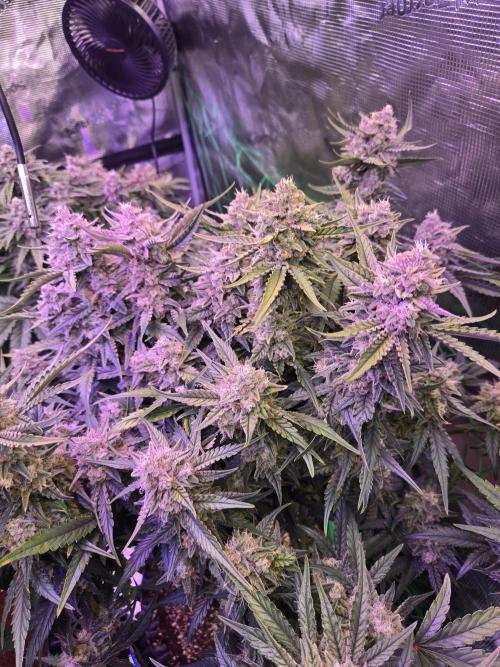 First auto grow. Week 10