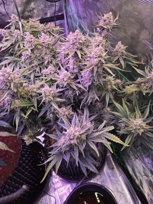 First auto grow. Week 10