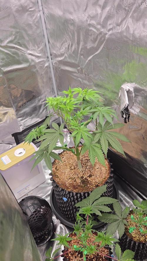 Tangerine Dream