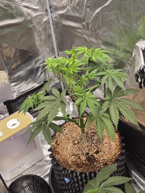 Tangerine Dream. Week 9