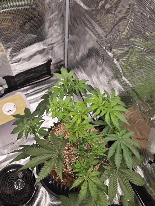 Tangerine Dream. Week 9