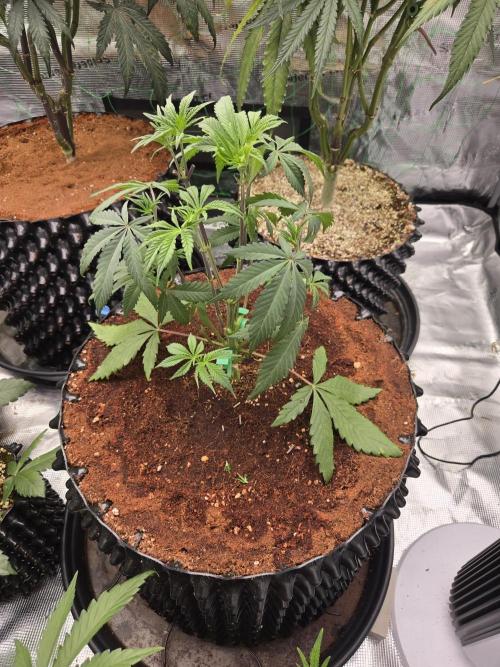 Mac1 F1 Hybrid. Week 5