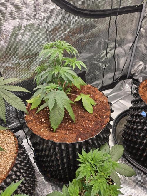 Mac1 F1 Hybrid. Week 5