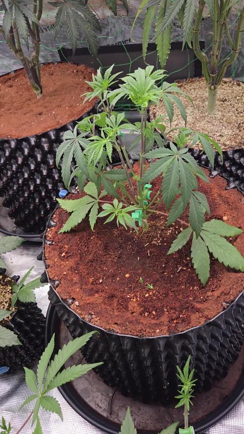 Mac1 F1 Hybrid