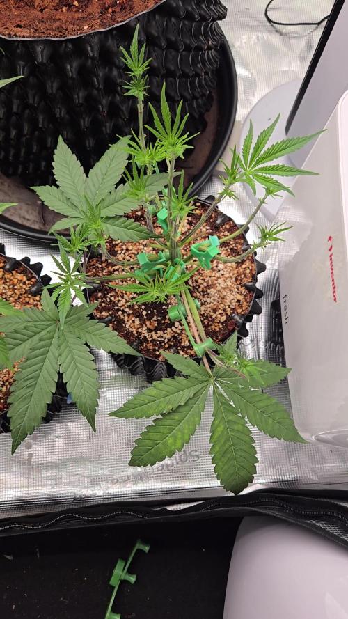 Gorilla Glue #4 x white widow