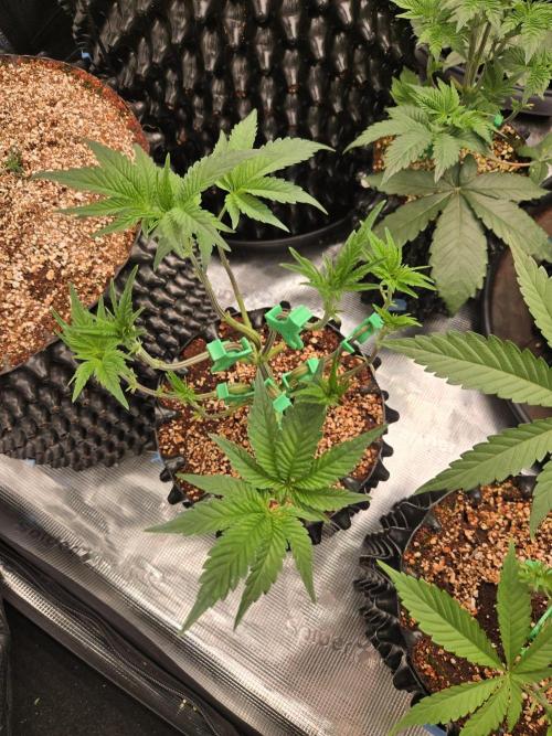 Gorilla Glue #4 x white widow. Week 5