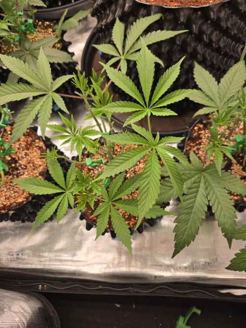 Gorilla Glue #4 x white widow. Week 5