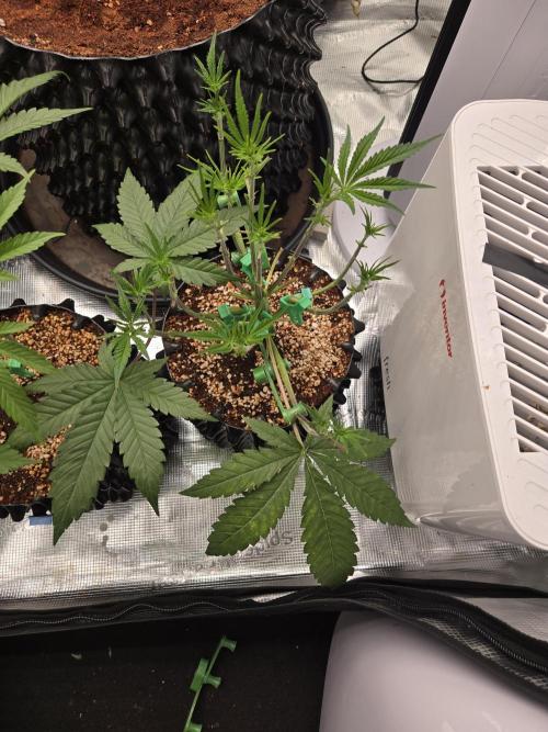 Gorilla Glue #4 x white widow. Week 5