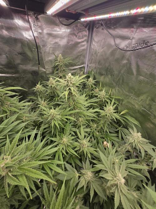 First dwc grow. Week 16