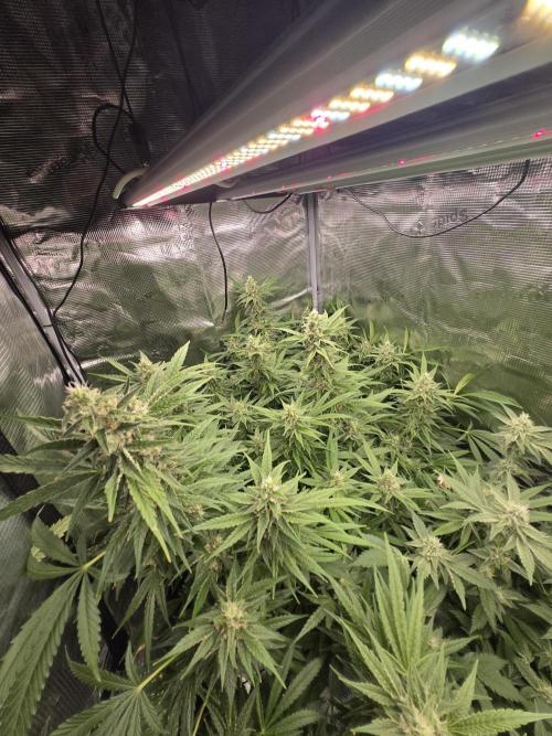 First dwc grow. Week 16
