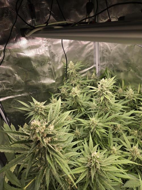 First dwc grow. Week 16
