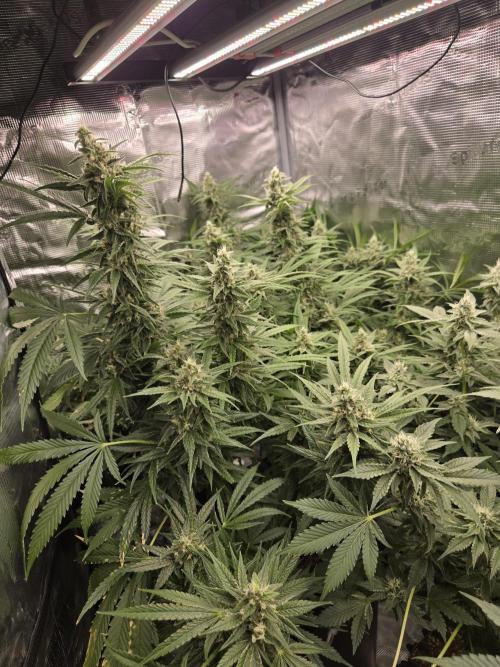 First dwc grow. Week 16