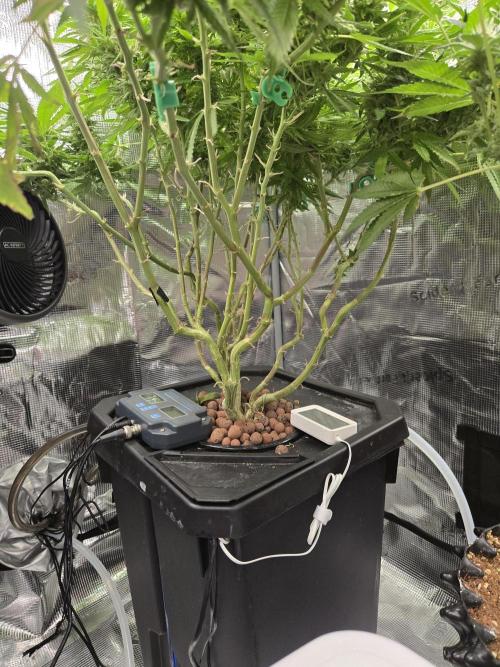 First dwc grow. Week 16