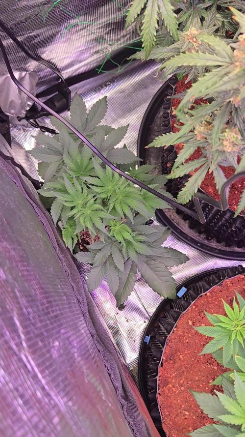 Mac1 F1 Hybrid