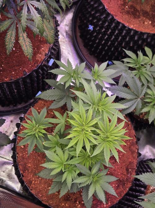 Mac1 F1 Hybrid. Week 6