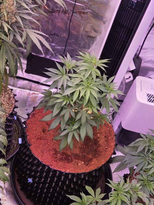 Mac1 F1 Hybrid. Week 6
