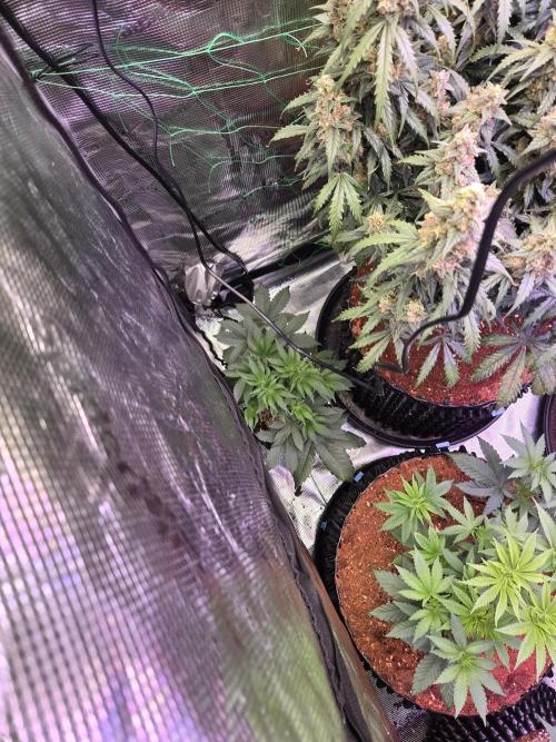 Mac1 F1 Hybrid. Week 6