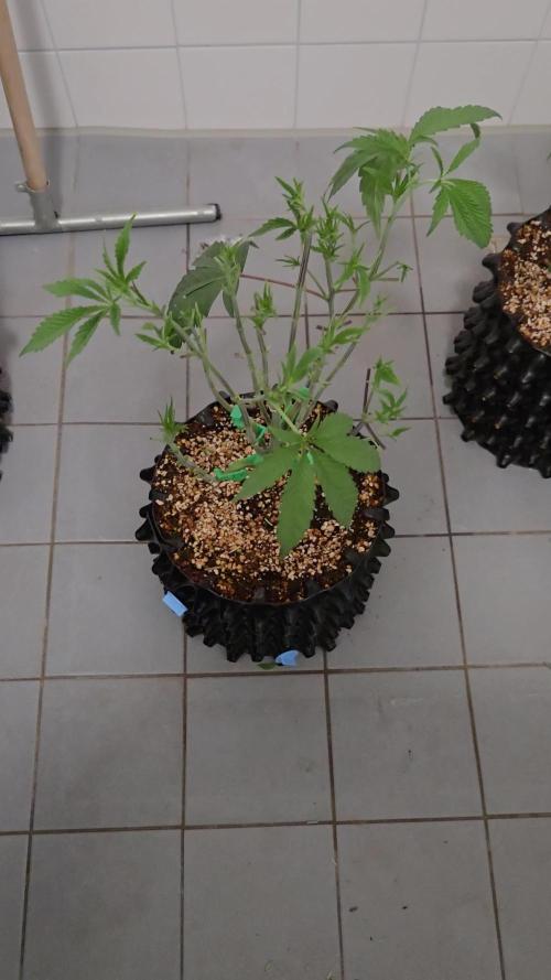 Gorilla Glue #4 x white widow