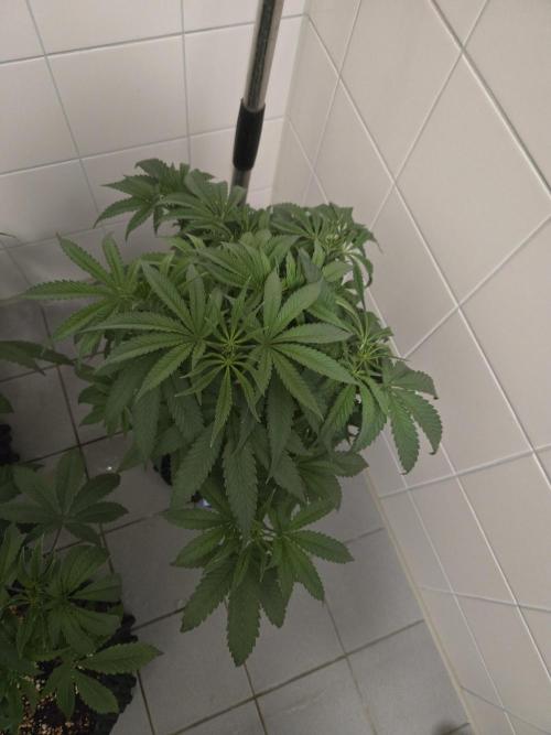 Gorilla Glue #4 x white widow. Week 6
