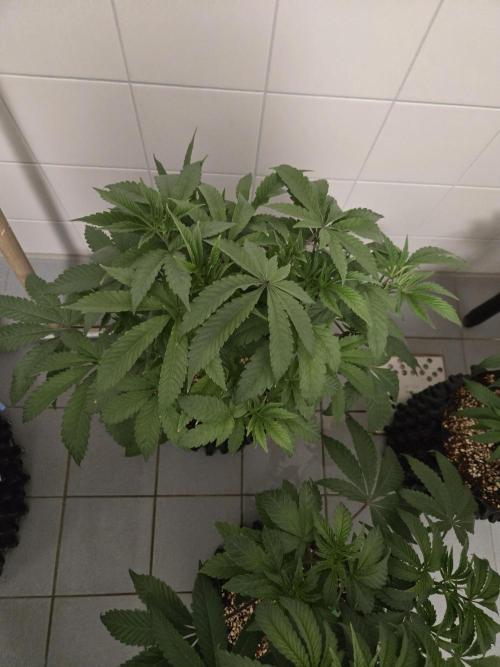Gorilla Glue #4 x white widow. Week 6