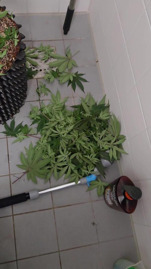 Tangerine Dream