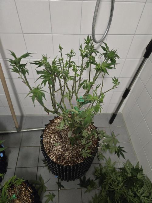 Tangerine Dream. Week 11