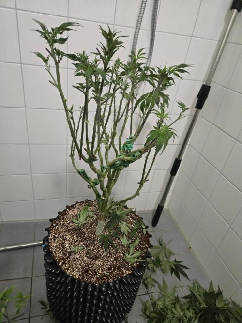 Tangerine Dream. Week 11