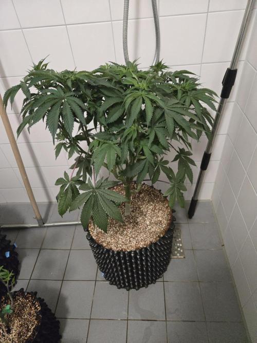Tangerine Dream. Week 11