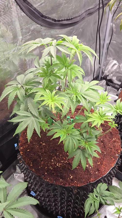 Mac1 F1 Hybrid