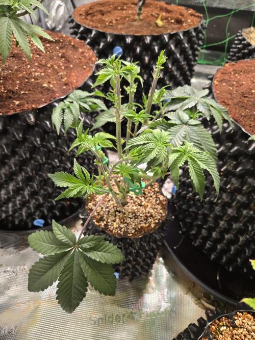 Mac1 F1 Hybrid. Week 7