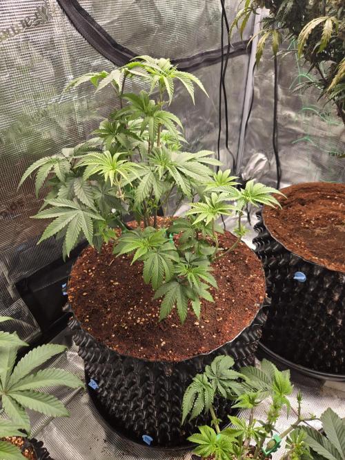 Mac1 F1 Hybrid. Week 7