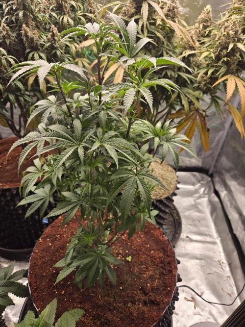 Mac1 F1 Hybrid. Week 7