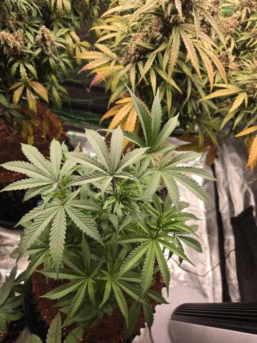 Mac1 F1 Hybrid. Week 7