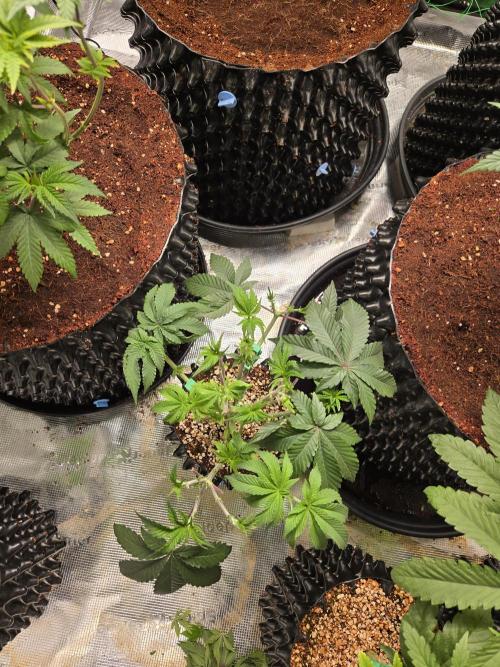Mac1 F1 Hybrid. Week 7