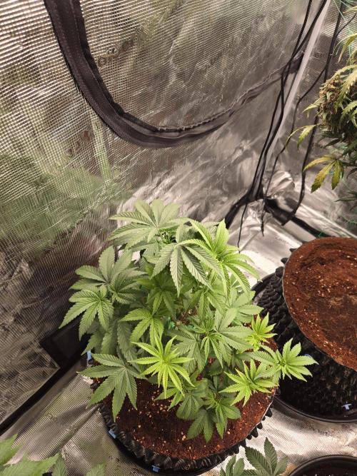 Mac1 F1 Hybrid. Week 7