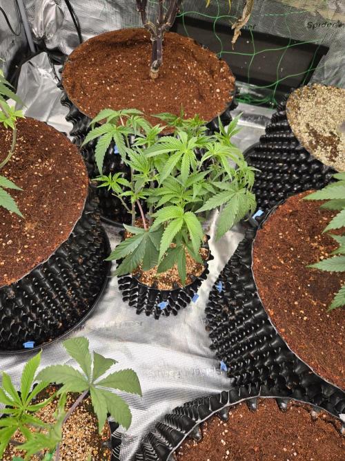 Gorilla Glue #4 x white widow. Week 7