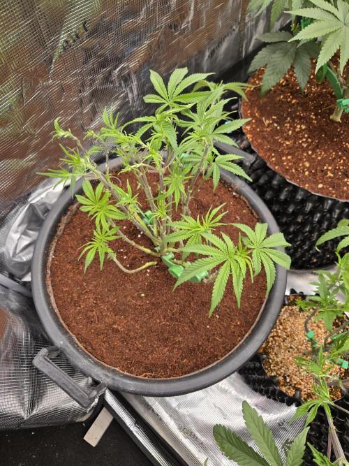 Gorilla Glue #4 x white widow. Week 7